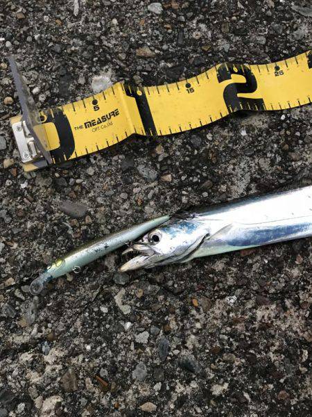 激渋の中での貴重な1匹