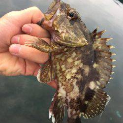 ライトロック!!!