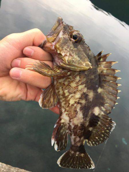 ライトロック!!!