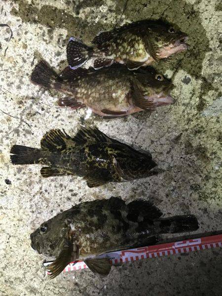 マイクロジグでの五目釣り。