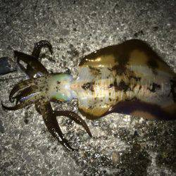 二度目の南紀、