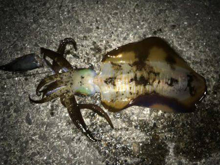 二度目の南紀、