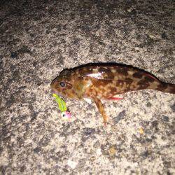 ガシラを何て言うのだろう？