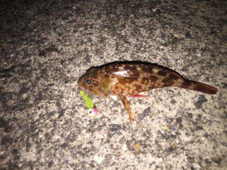 ガシラを何て言うのだろう？