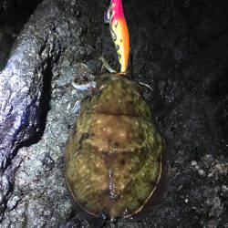 強行！短時間ぼっちエギング