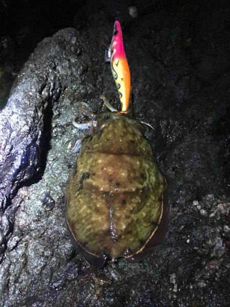 強行！短時間ぼっちエギング