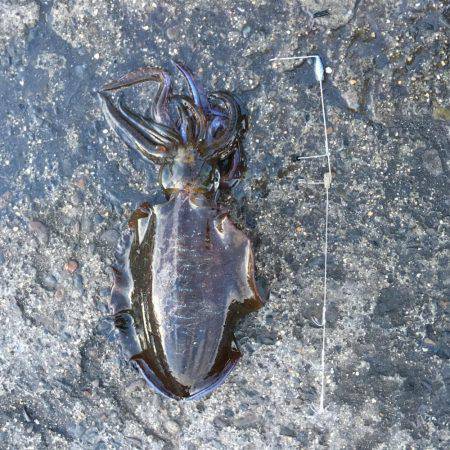 ドラグダッシュ