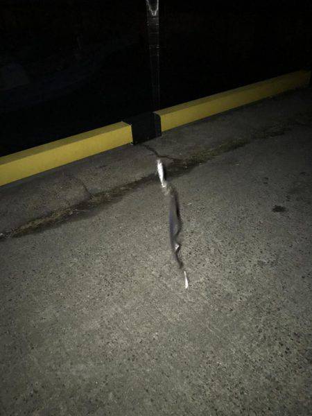 朝まづめの太刀魚ラッシュ