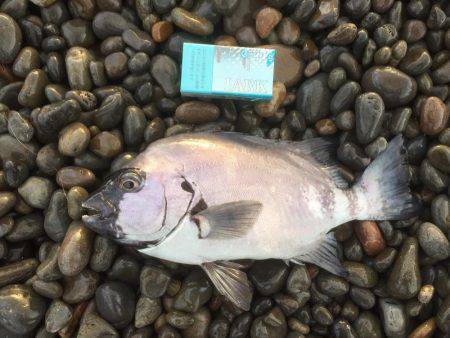 クリスマスプレゼント