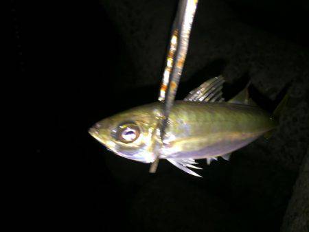 ご近所アジング