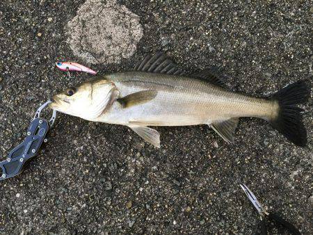 久保渡船さんにて