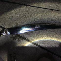 なんとかタチウオ。