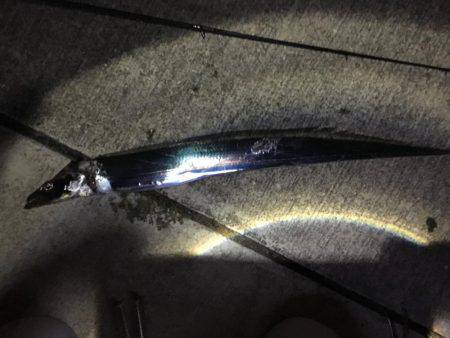 なんとかタチウオ。