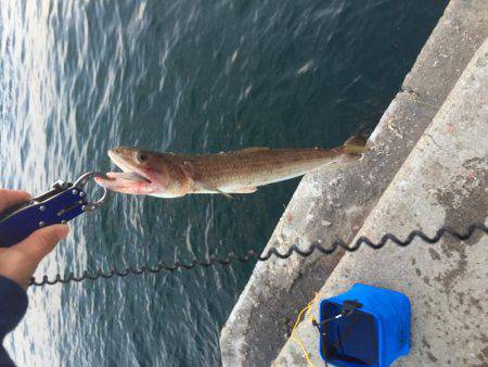 タチウオ渋かったが…