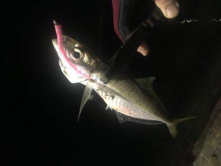 五目釣り達成❗️