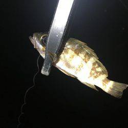 いないと思ってたけどぉ⤴︎