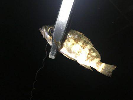 いないと思ってたけどぉ⤴︎