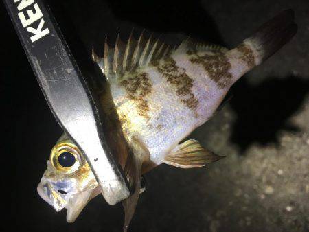 五目ライトGAME！