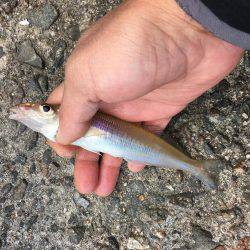 落ちギスちょい投げ