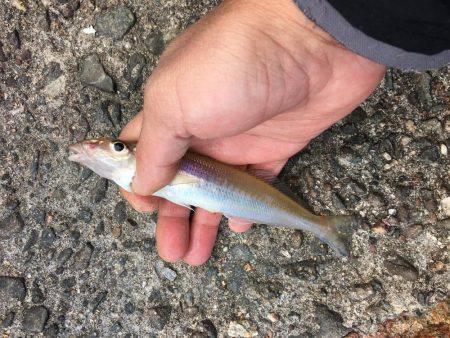 落ちギスちょい投げ