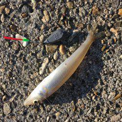 落ちギスちょい投げ