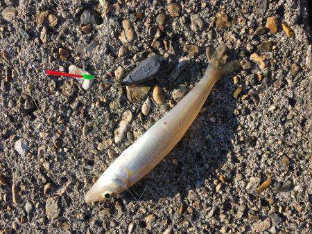 落ちギスちょい投げ