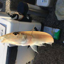 落ちギスちょい投げ