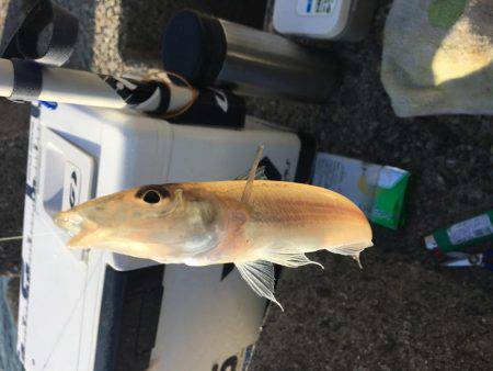 落ちギスちょい投げ