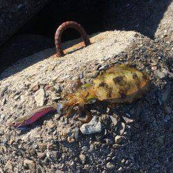 久しぶりのエギング❗️