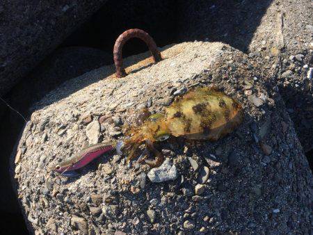 久しぶりのエギング❗️