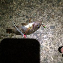 極寒プチメバリング