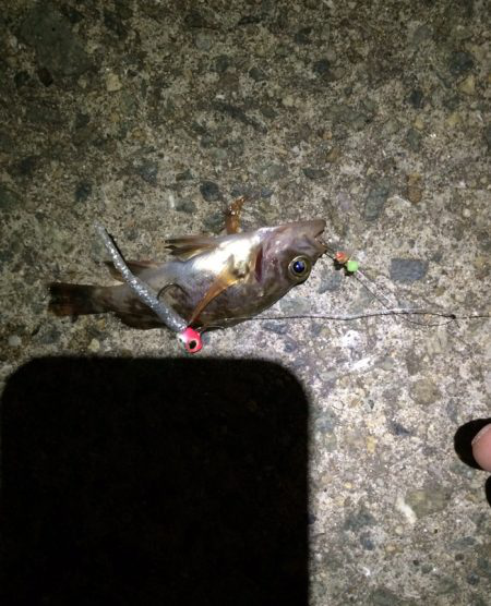 極寒プチメバリング