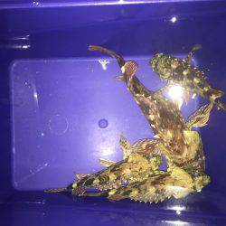 ガッシーで釣り納め