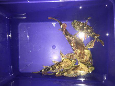 ガッシーで釣り納め