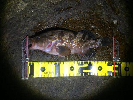 爆風テキサスロック！