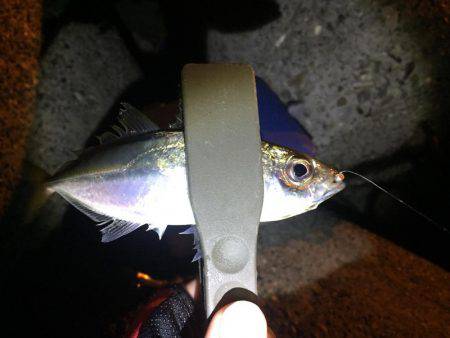 アジングまだいける