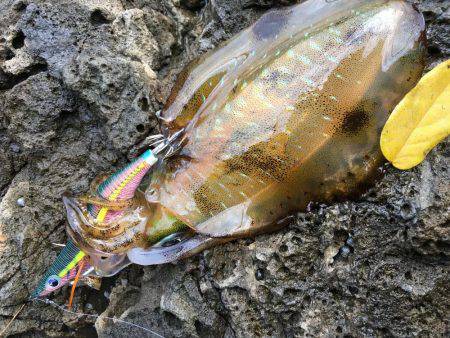 ラスト釣行かな？