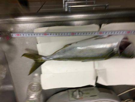 なんとかハマチ