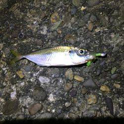 タチウオの妨害!