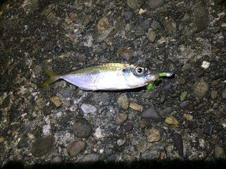 タチウオの妨害!