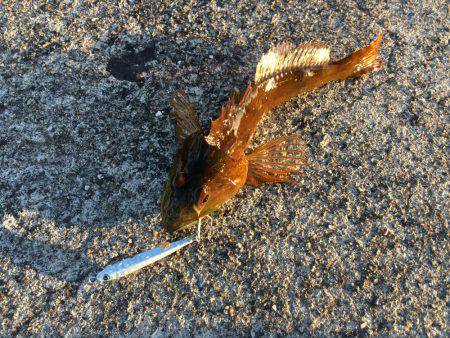 スーパーライトショアジギング