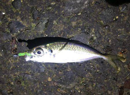 アジング時々タチウオ