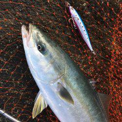 ロックショアジギング