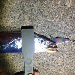 タチウオまだまだいける