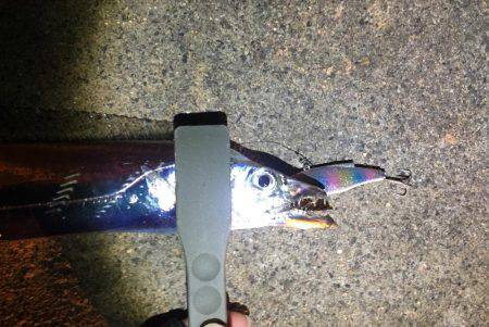 タチウオまだまだいける