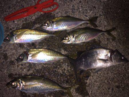 良型アジング２