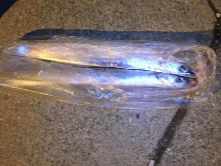 タチウオのウキ釣りは楽しい！