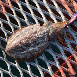 アオリイカではないけど…大きいコウイカ