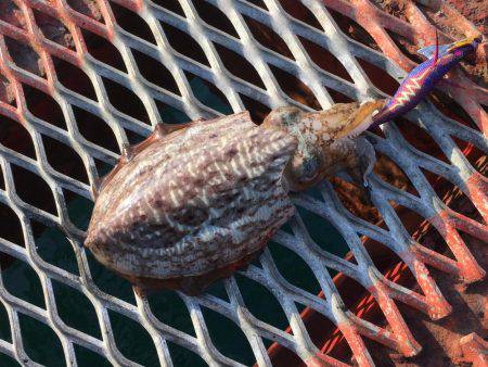 アオリイカではないけど…大きいコウイカ