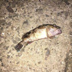 アジング好調ただサイズは小さかった。